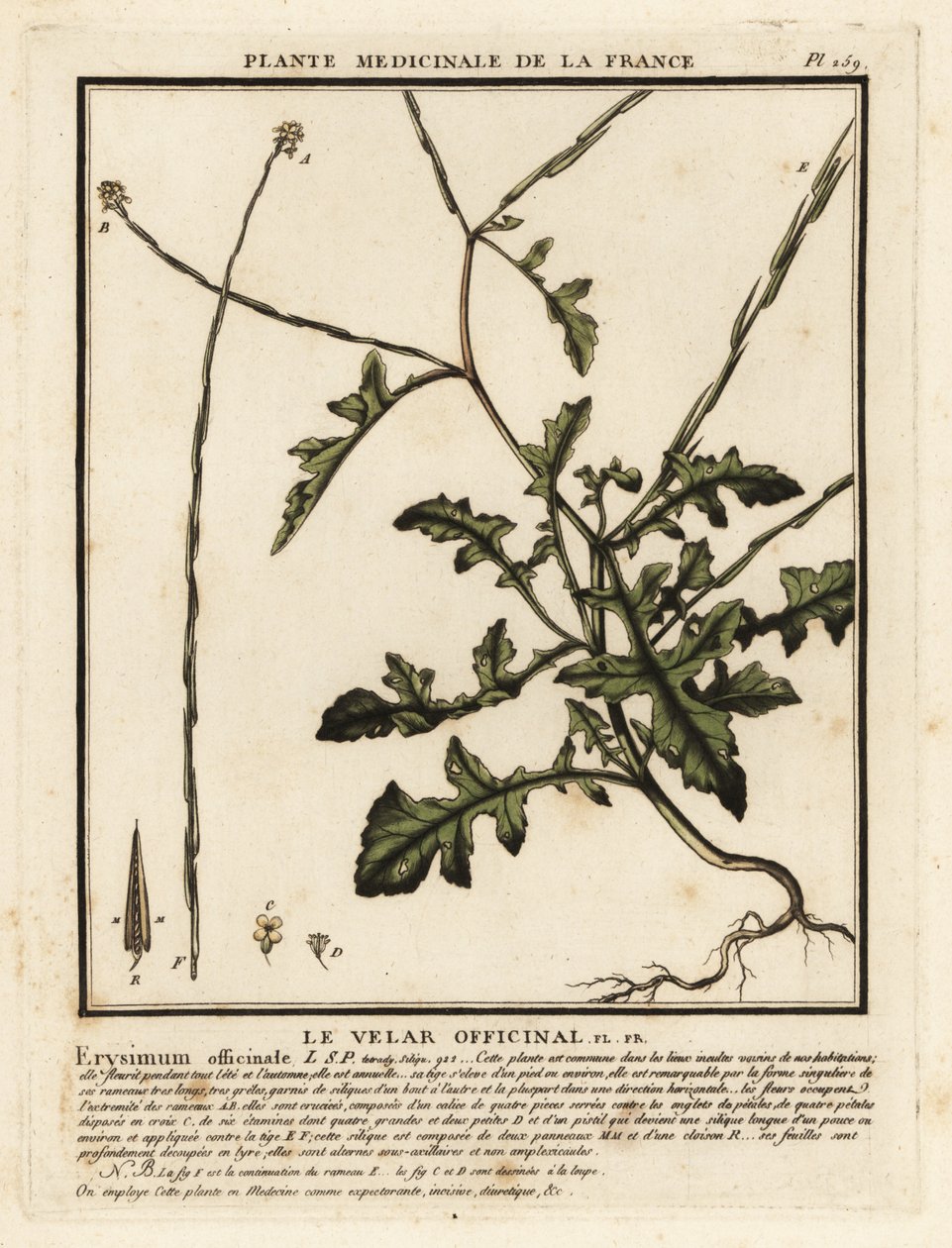 Hæksennep, Sisymbrium officinale. af Unbekannter Künstler