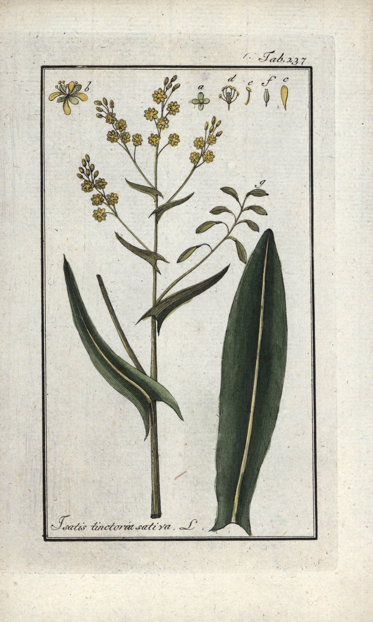 Philips urt (Isatis tinctoria sativa). Litografi fra "Afbeelding der Artseny-Gewassen" af Johannes Zorn (1739-1799), Holland af Unbekannter Künstler