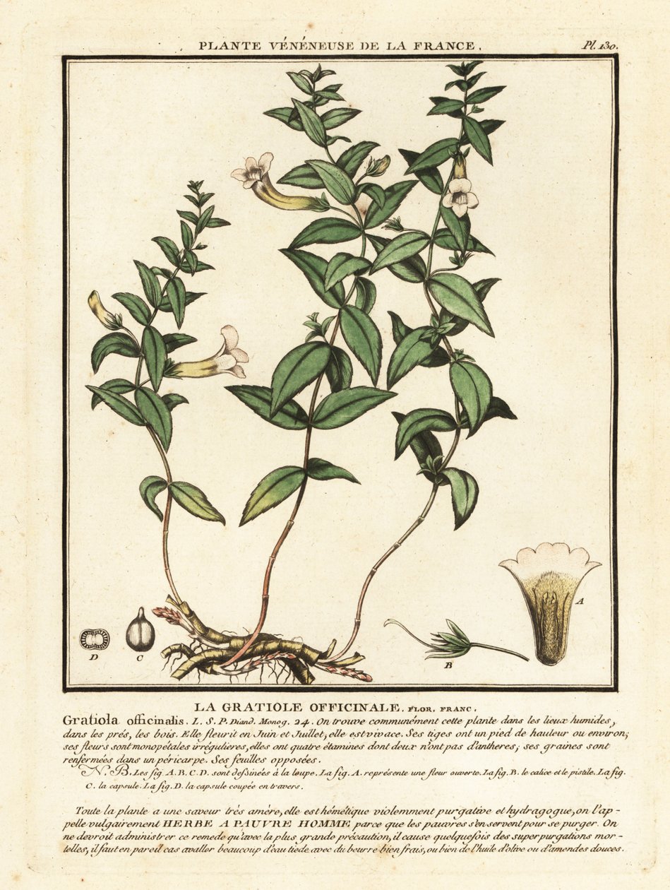 Nådens urt, Gratiola officinalis. af Unbekannter Künstler