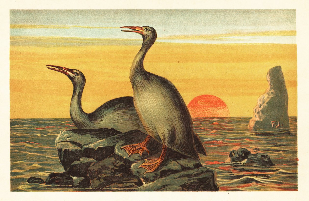 Hesperornis regalis, uddød skarvlignende fugl.1908 (litografi) af Unbekannter Künstler
