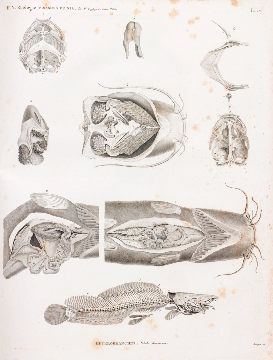 Heterobranches, anatomiske detaljer af Unbekannt