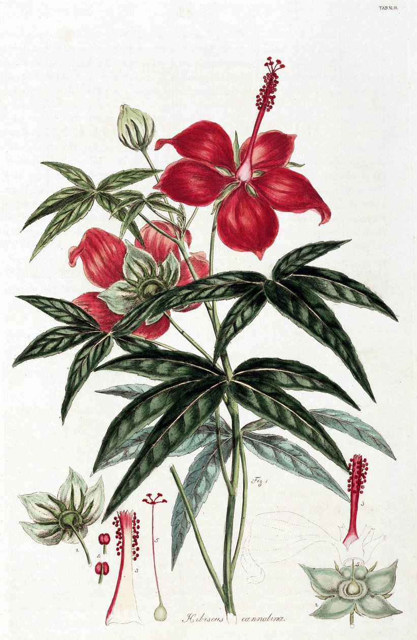 Hibiscus af Unbekannt