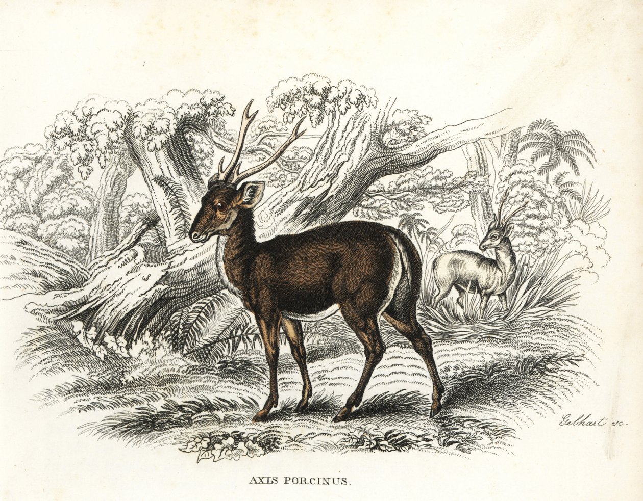 Svinehjort, Axis porcinus, udryddelsestruet. Håndkoloreret litografi af Gebhart fra Georg Friedrich Treitschkes naturhistoriske galleri, Naturhistorischer Bildersaal des Thierreiches, Liepzig-1842. af Unbekannter Künstler