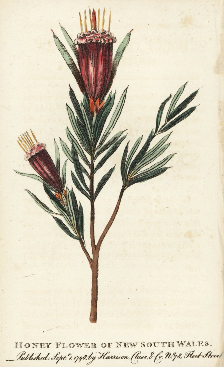 Honningblomst fra New South Wales, Australien. Håndkoloreret kobberstik fra "The Naturalist