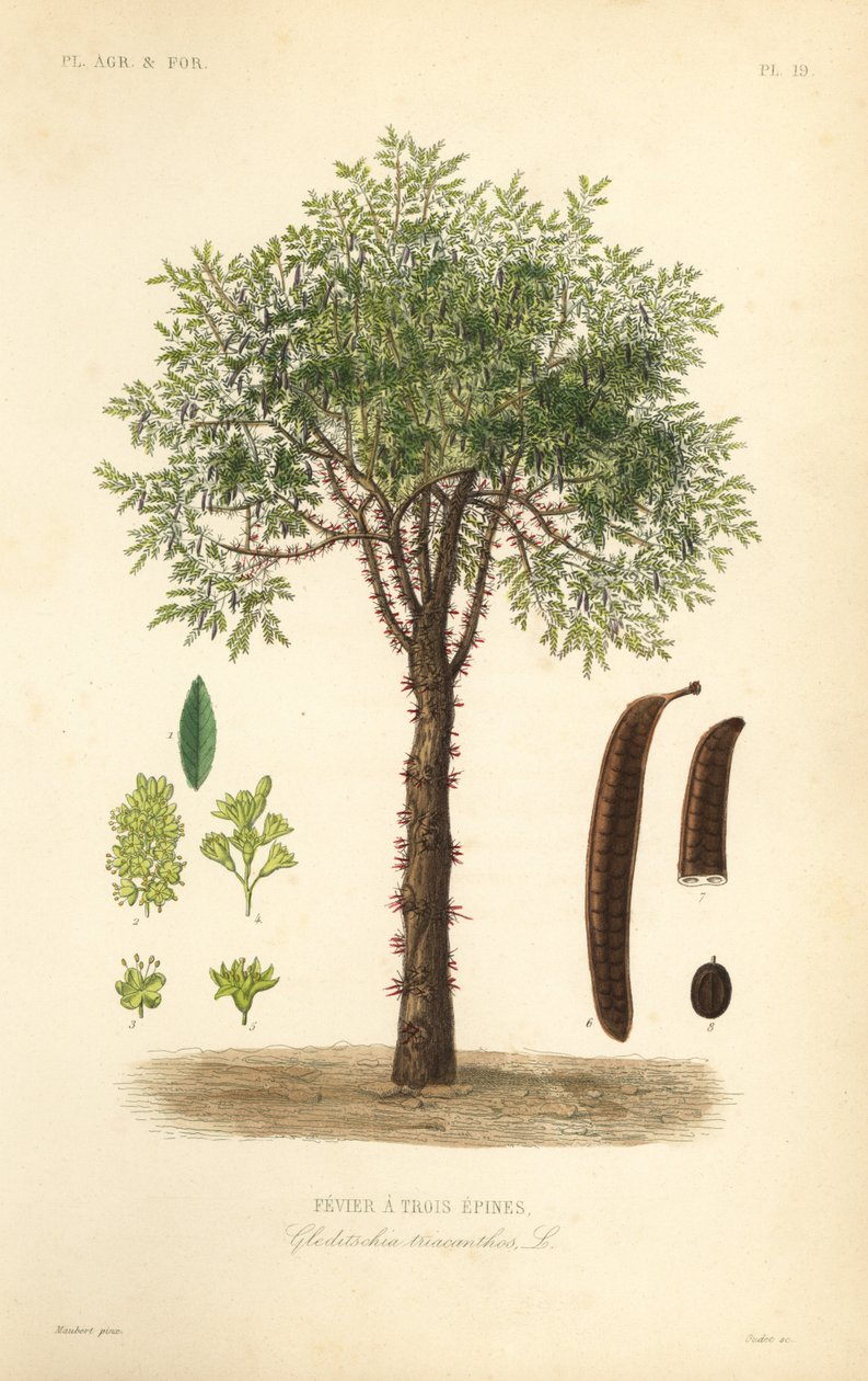 Honninggræshoppe eller tornet græshoppetræ, Gleditsia triacanthos, Gleditsia triacanthos, Fevrier a trois epines af Unbekannt