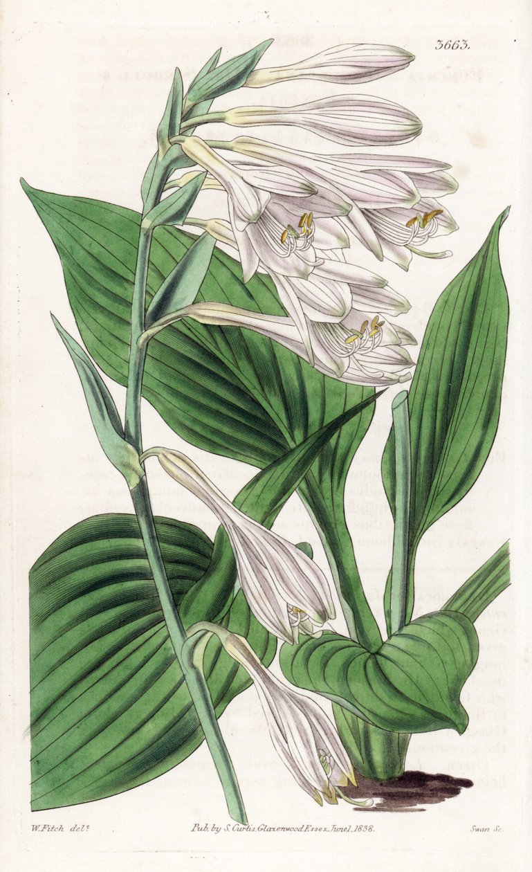 Hosta fra Japan - Hosta sieboldii (Dr. Siebolds funkia, Funkia sieboldiana). Håndkoloreret kobberstik efter en botanisk illustration af Walter Fitch fra William Jackson Hooker