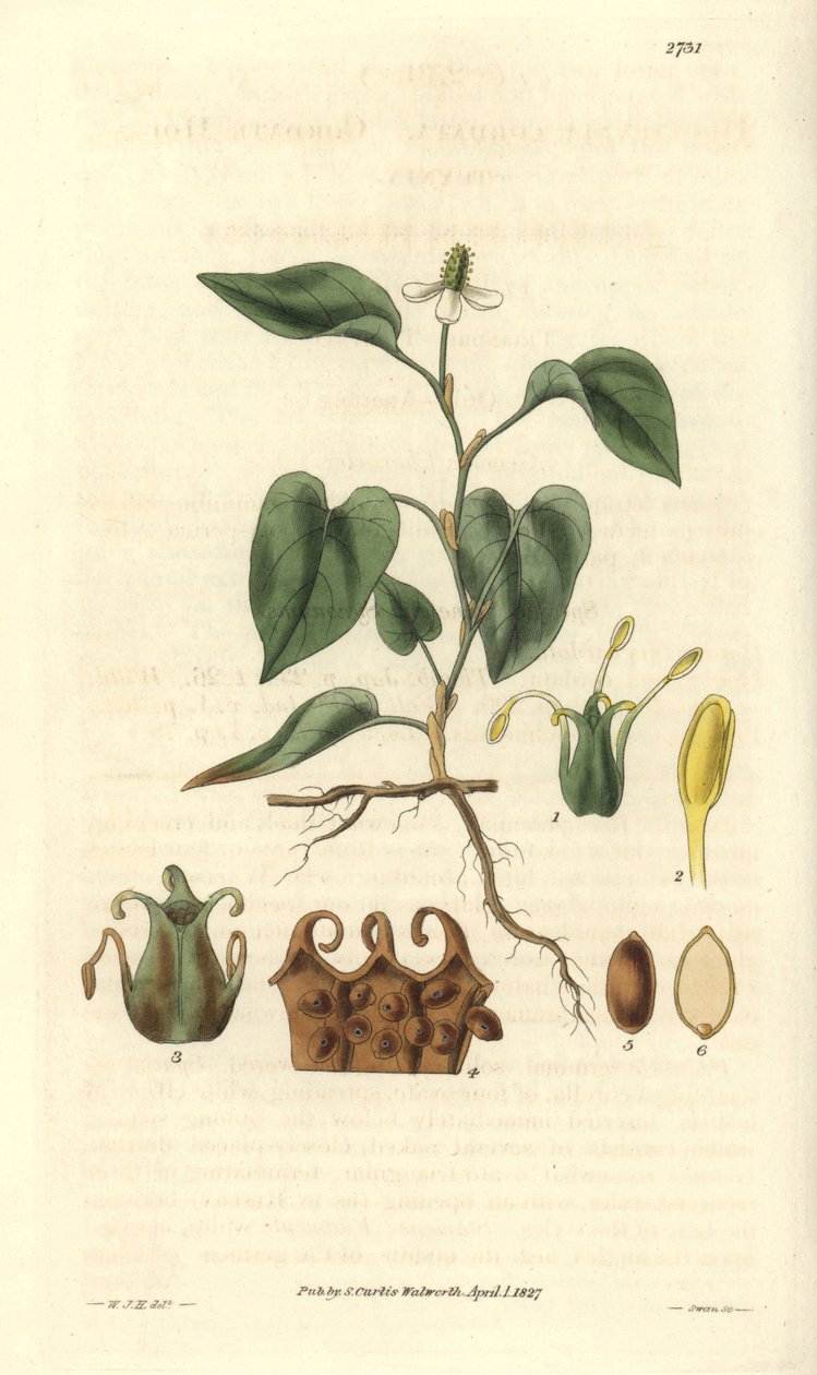 Houttuynia har hvide blomster, med detaljer af frugter, pistil og etaminer. Varieteten er hjemmehørende i Asien. Illustration af Wiliam Jackson Hooker (1785-1865), britisk botaniker og forfatter, professor ved University of Glasgow (Skotland) og redaktør a af Unbekannter Künstler