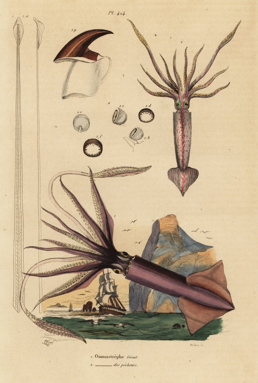 Humboldt blæksprutte, Dosidicus gigas 1, og europæisk flyvende blæksprutte, Todarodes sagittatus 2. Ommastrephe geant, Ommastrephe des pecheurs af Unbekannt
