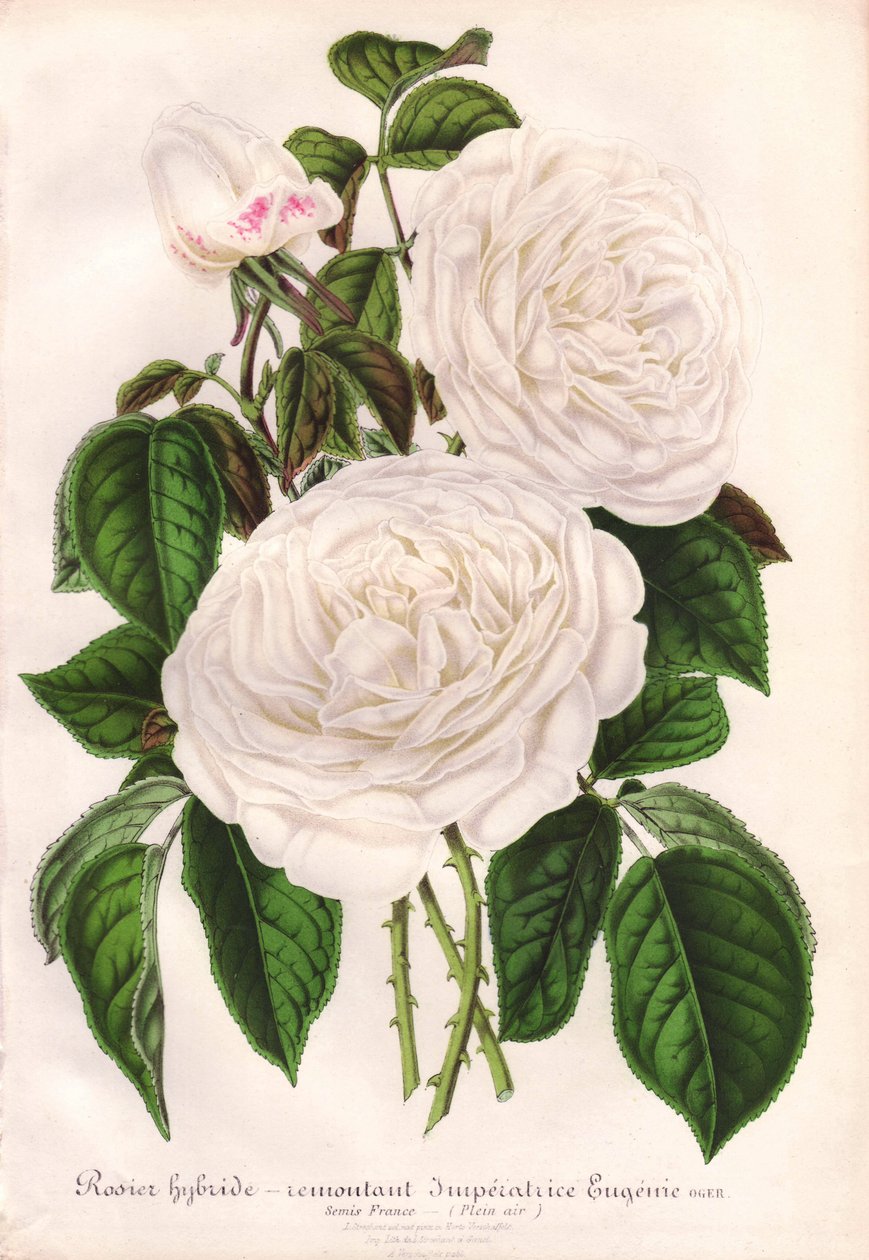 Hvid hybridrose, Imperatrice Eugenie, Kejserinde Eugenie. Kromolitografi tegnet og litograferet af L. Stroobant for "L