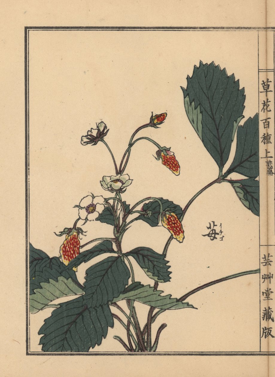 Ichigo eller jordbær, Fragaria ananassa. Håndkoloreret træsnit af Kono Bairei fra Kusa Bana Hyakushu (One Hundred Varieties of Flowers), Tokyo, Yamada af Unbekannter Künstler