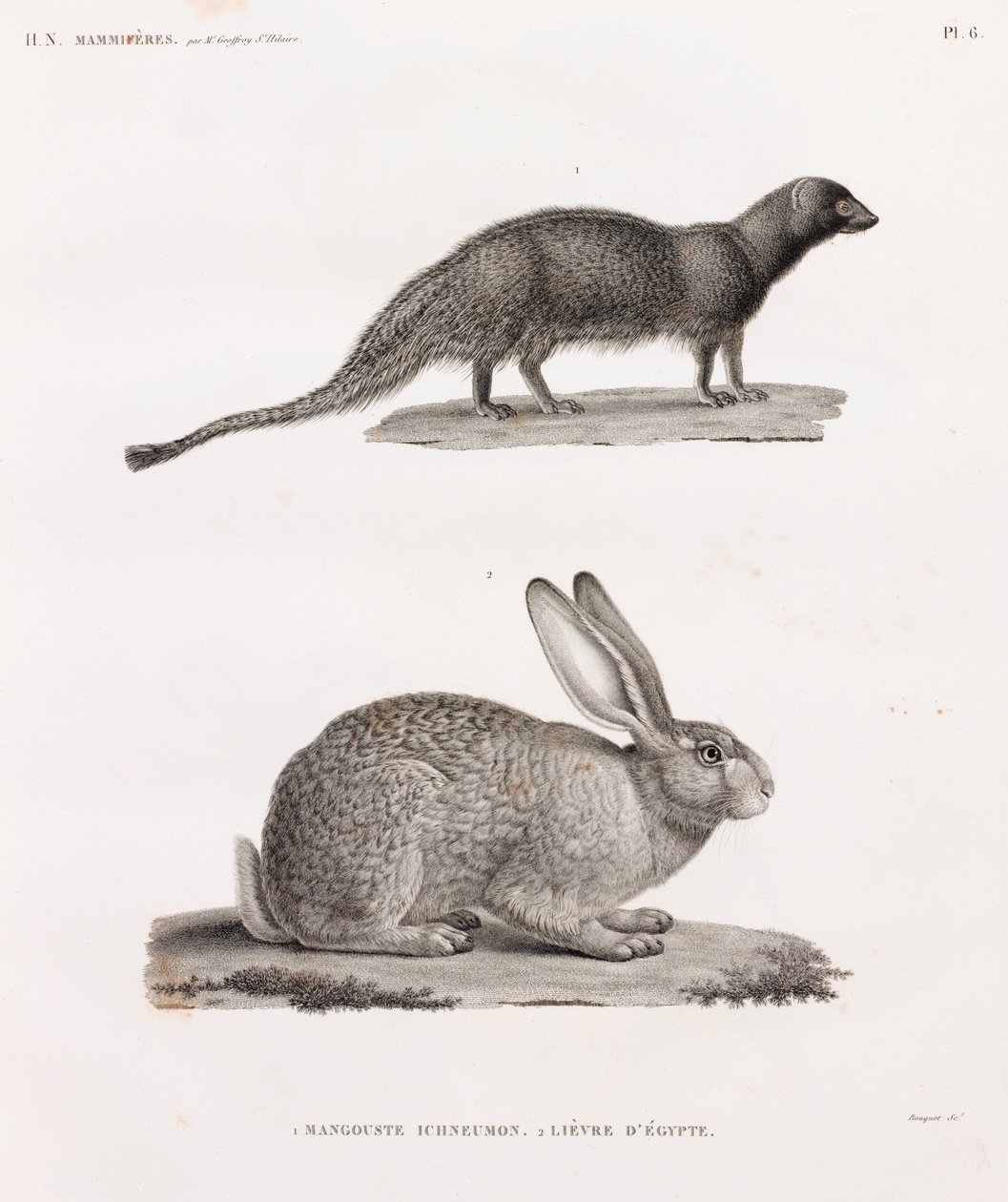 Ichneumon Mongoose & Hare fra Egypten af Unbekannt