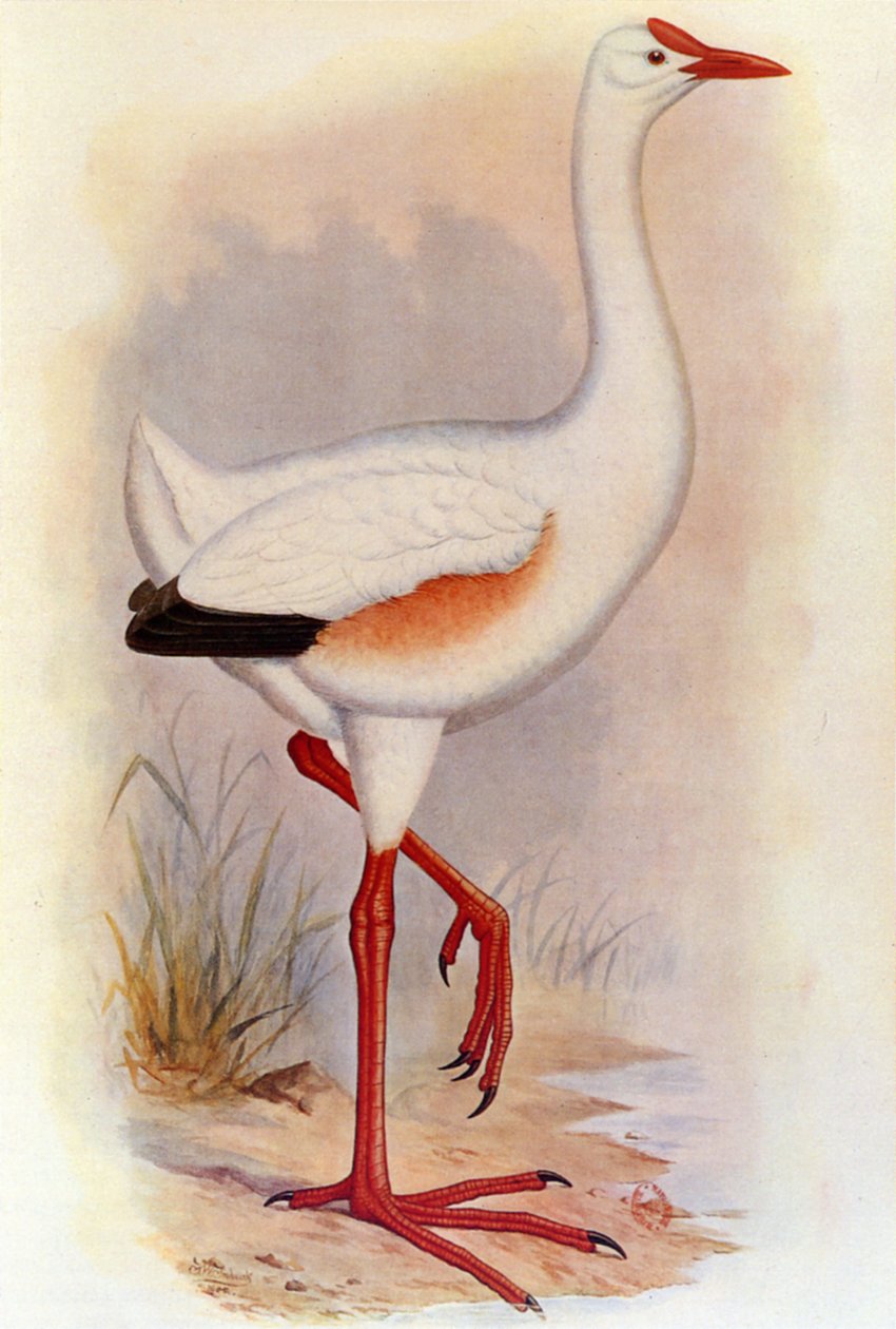 Illustration/Giant Leguatia/Giant of Leguat af Unbekannt