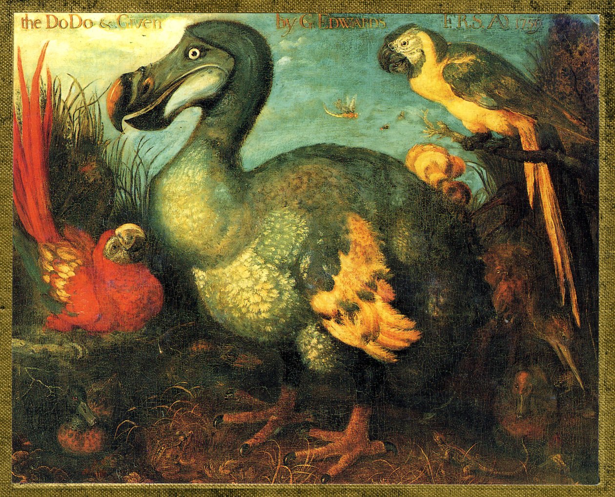 Illustration/Raphus cullulatus/Dodo af Mauritius/Dronte af Unbekannt