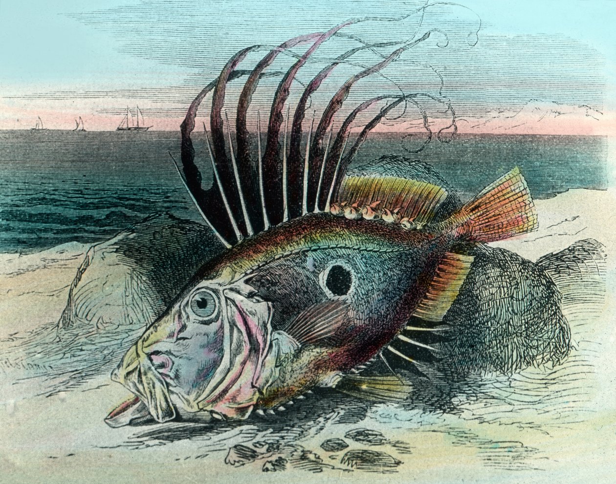 Illustration af en John dory fisk (Zeus faber) af Unbekannter Künstler