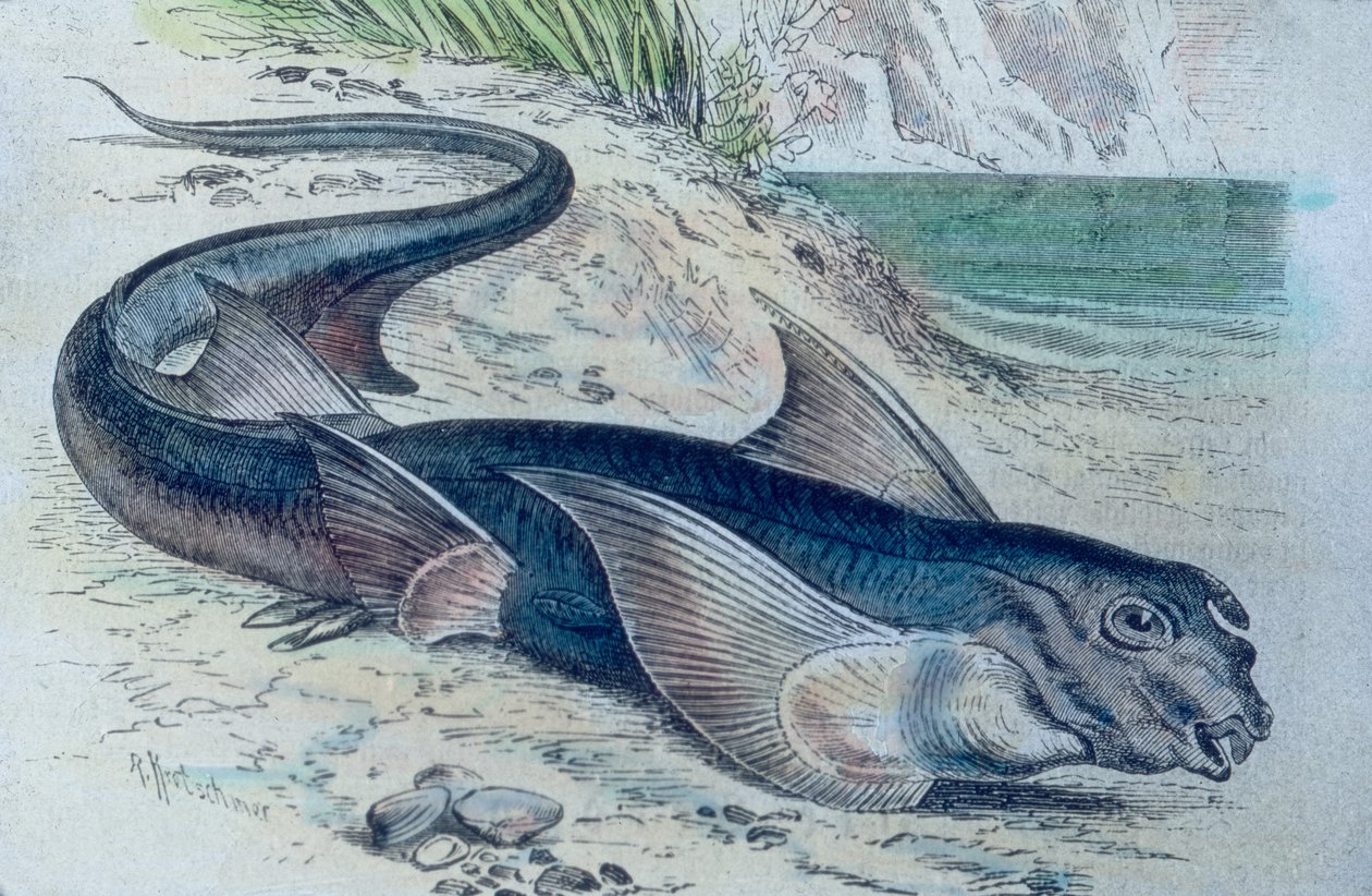 Illustration af en kimær (Hydrolagus colliei) af Unbekannter Künstler