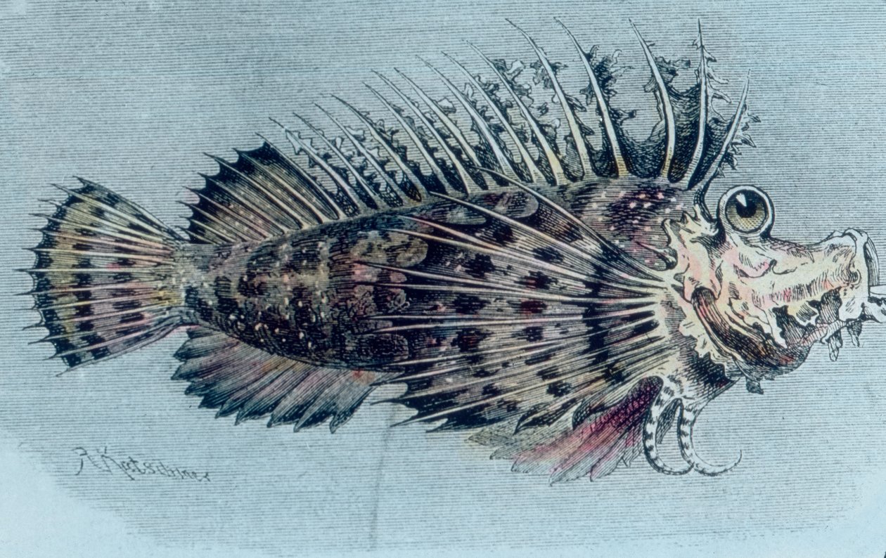 Illustration af en kamfisk (Lophotidae)) af Unbekannter Künstler
