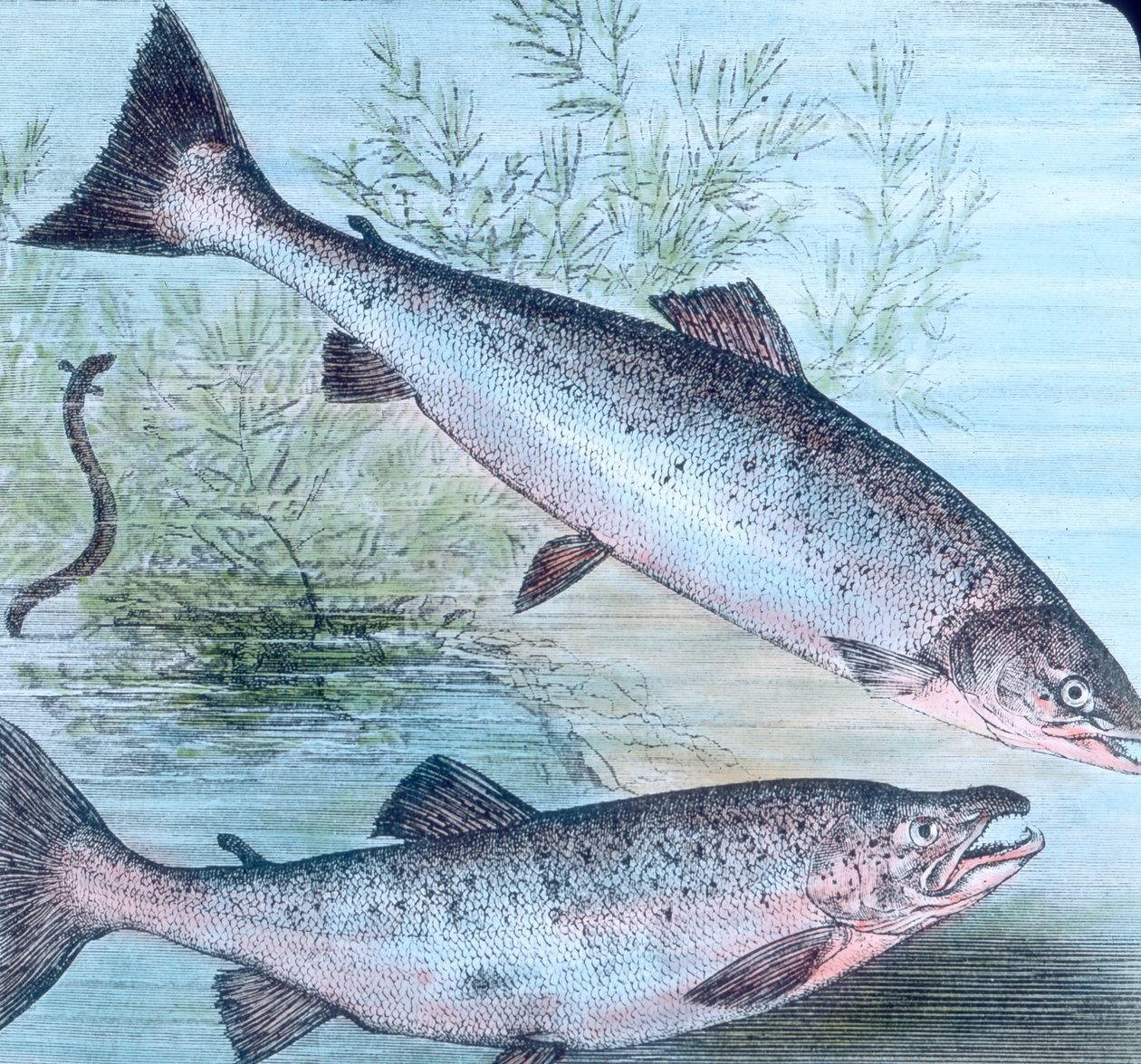 Illustration af laks og lakseørred af Unbekannter Künstler