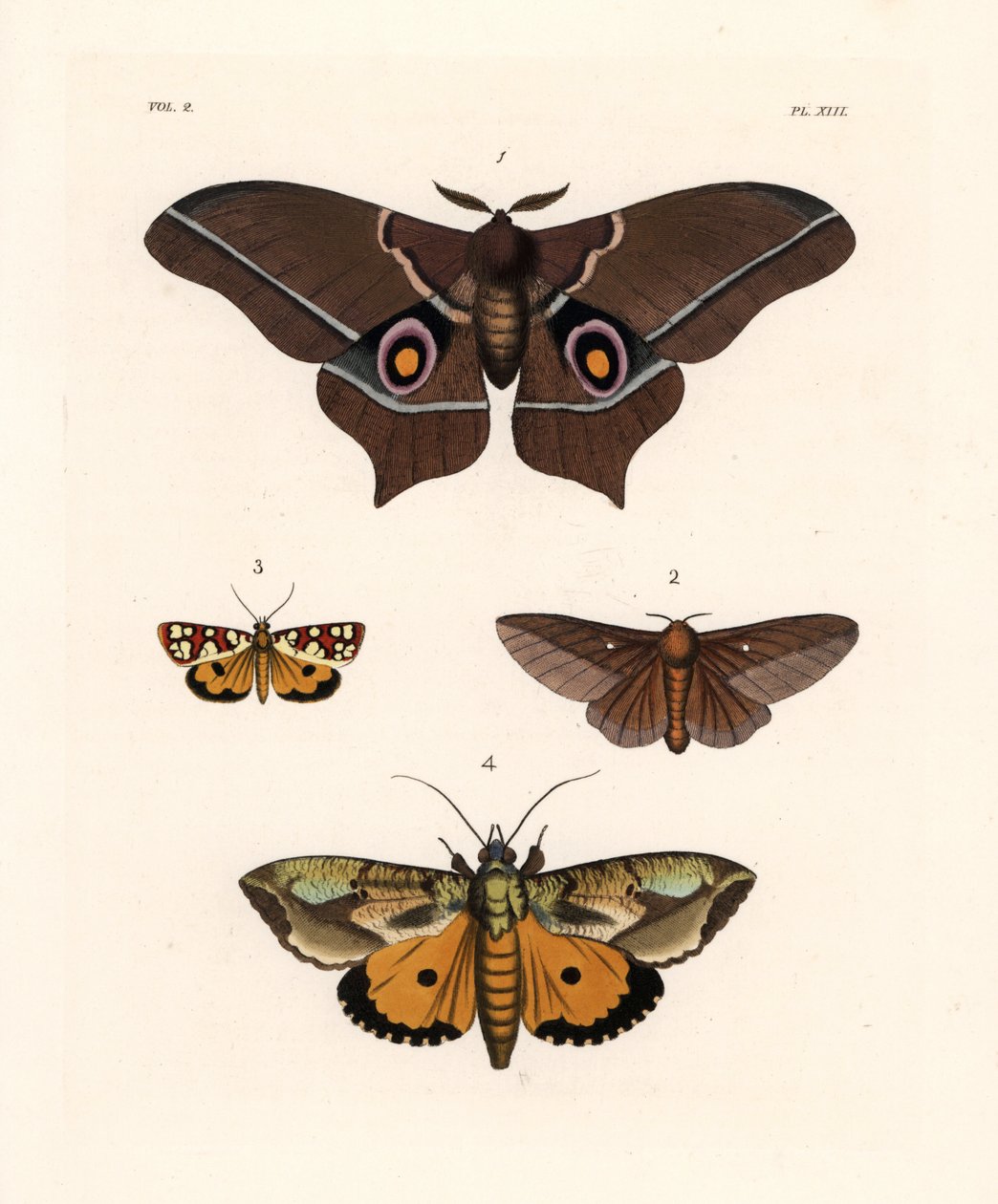 Imbrasia epimethea (Saturnia epimethea) 1, rosastribet egevikler, Anisota virginiensis (Dryocampa virginiensis) 2, Crameria aegocera (Aegocera amabilis) 3, og Eudocima materna (Triphaena materna) 4. Håndkoloreret litografi fra John O. Westwood