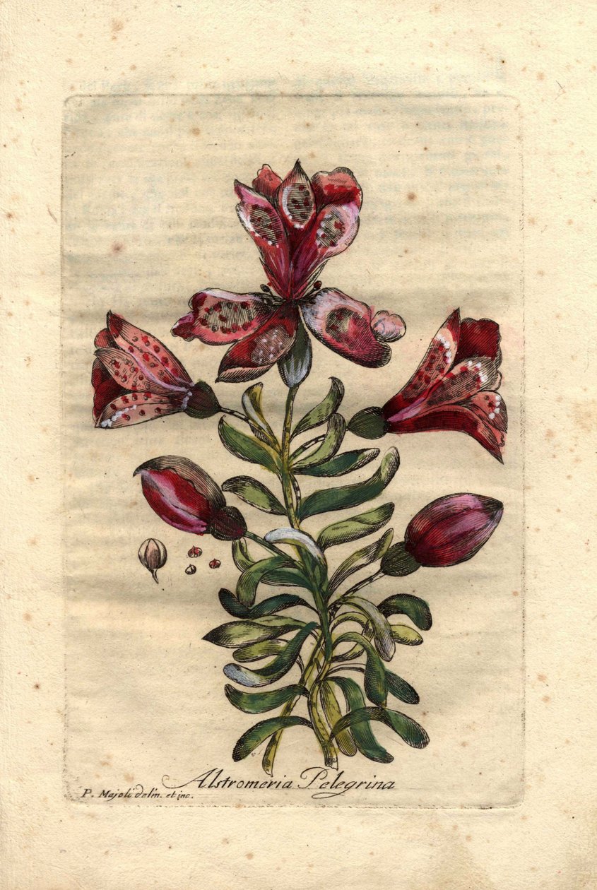 Inkalilje (Alstromeria pelegrina), hjemmehørende i Peru og Chile. Beskrivelse af blomster, blade, stilk og frø. Eau forte en couleurs, tegning af P.Maioli (eller Majoli), stik af Giuseppe Bianchi, udgivet i 1786, i John Hill