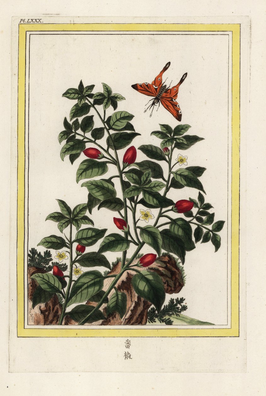 Indien Peber. Peber, Capsicum annuum. Håndkoloreret ætsning fra Pierre Joseph Buchoz 