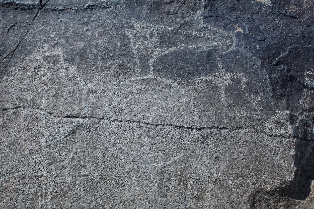 Indiske helleristninger - Dyre- og symbolsk repræsentation - Petroglyph National Monument - Albuquerque, New Mexico, USA (USA) af William M. Timlin