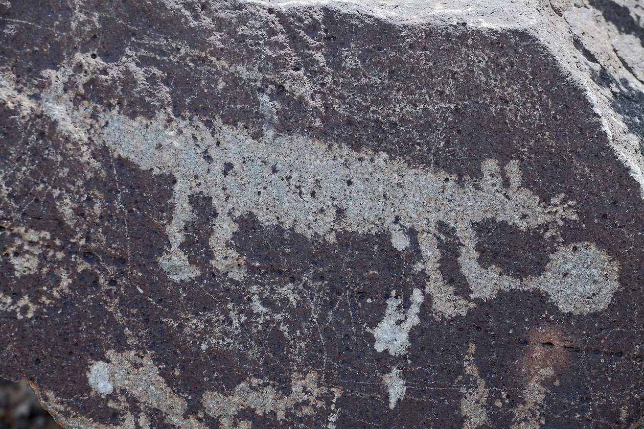Indiske helleristninger, der repræsenterer dyr - Petroglyph National Monument - Albuquerque, New Mexico, USA (USA) af William M. Timlin