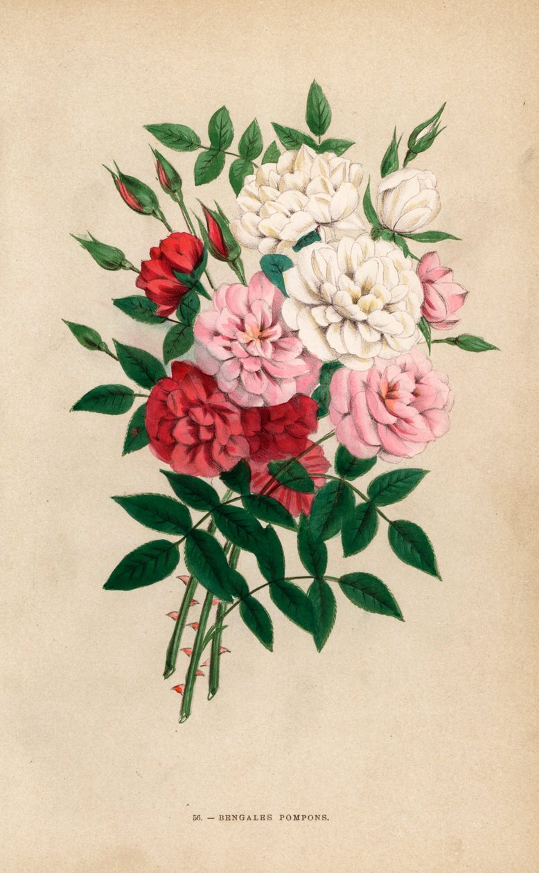Indiske knaproser, bengalske pomponer, Rosa chinensis-hybrider. Kromolitografi tegnet og litograferet efter naturen af F. Grobon fra Hippolyte Jamain og Eugene Forneys "Les Roses", Paris, J. Rothschild. af Unbekannter Künstler