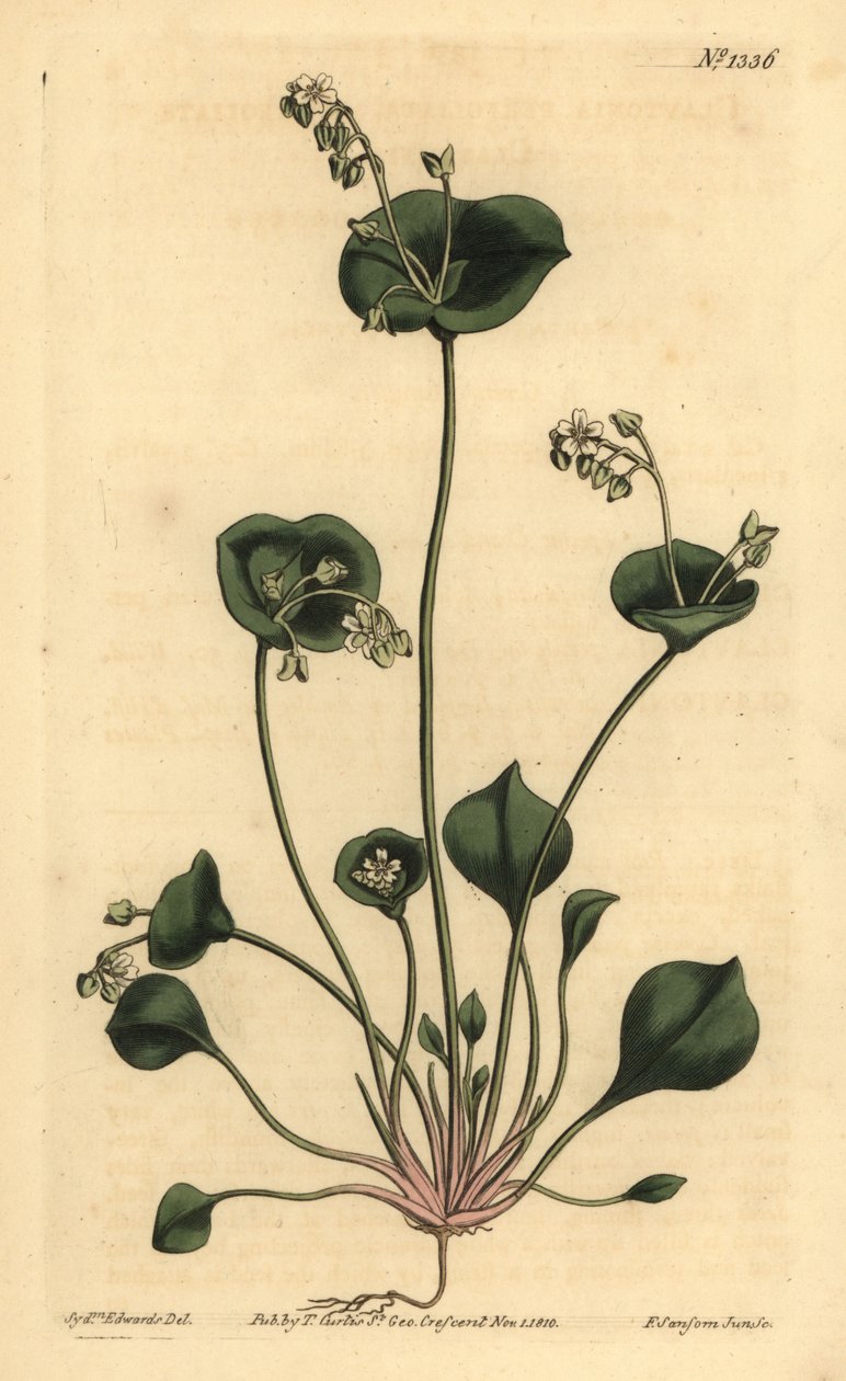 Indisk salat, Perfoliate claytonia, Claytonia perfoliata af Unbekannt