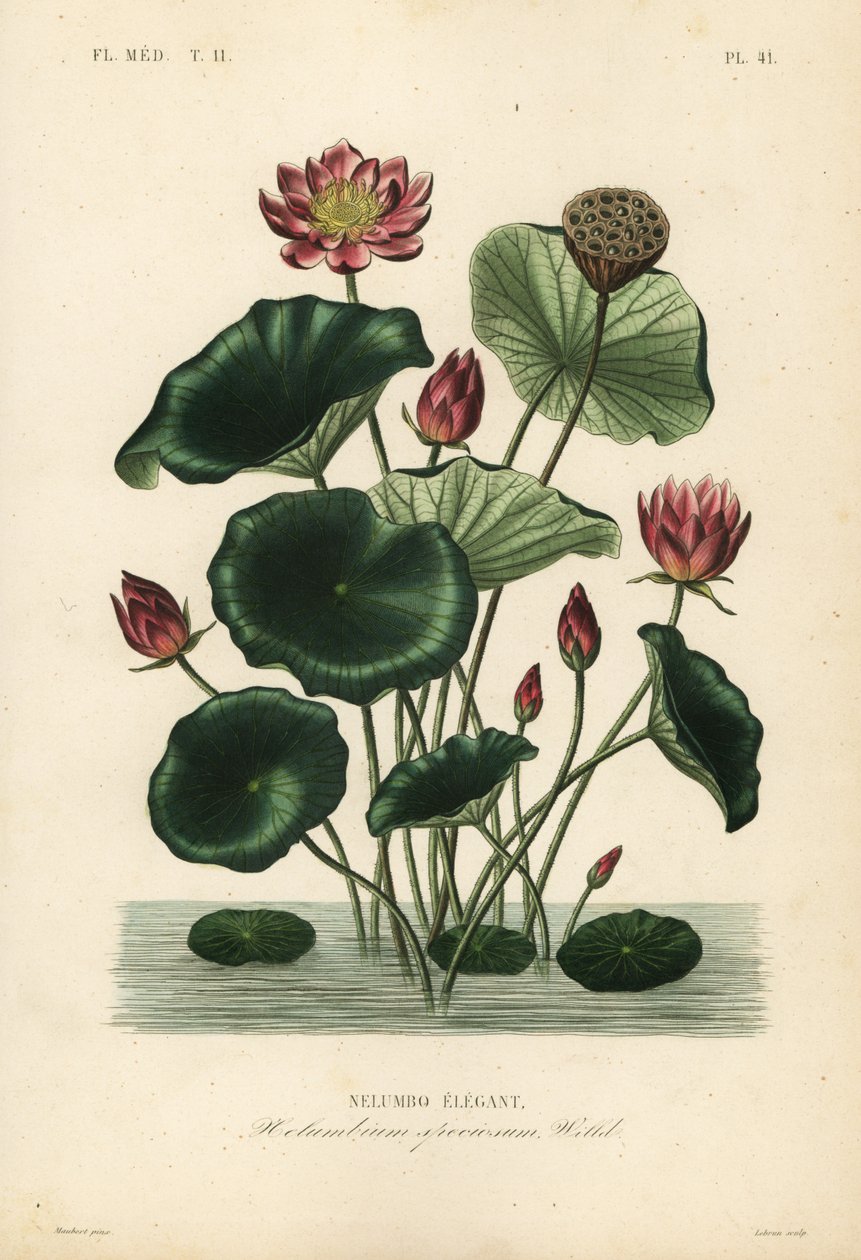 Indisk lotus, Nelumbo nucifera, Nelumbium speciosum, Nelumbo elegant af Unbekannt