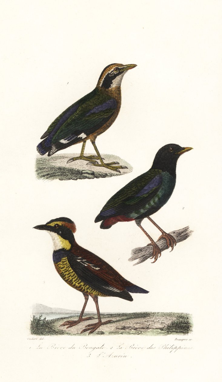 Indisk pitta, hætte pitta og Javan banded pitta. af Unbekannter Künstler