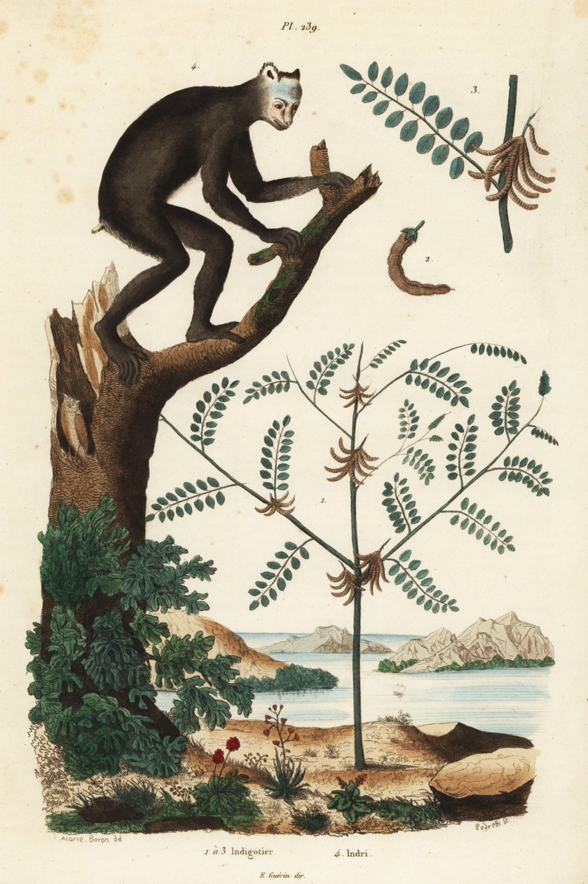 Indigo plante, Indigofera atropurpurea 1-3, og indri eller babioto, Indri indri, kritisk truet lemur 4 af Unbekannt