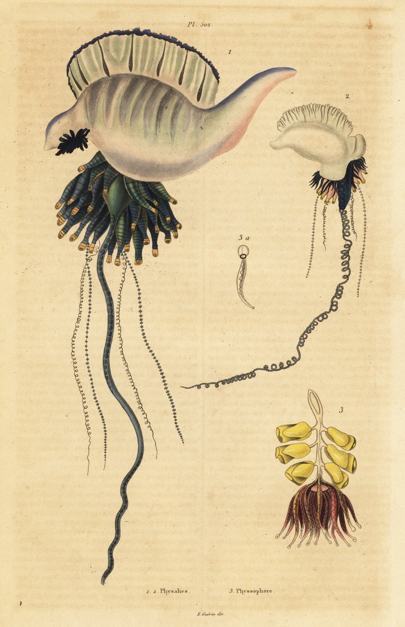Indo-Pacific portugisisk krigsmand, Physalia utriculus 1, Azorerne krigsmand, Physalia physalis 2 og Siphonophora zoophyte, Physsophora disticha af Unbekannt
