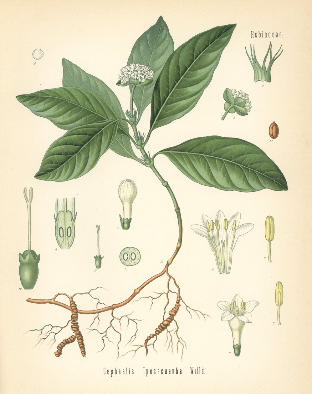 Ipecacuanha, Carapichea ipecacuanha (Cephaelis ipecacuanha). Kromolitografi efter en botanisk illustration fra Hermann Adolph Koehler