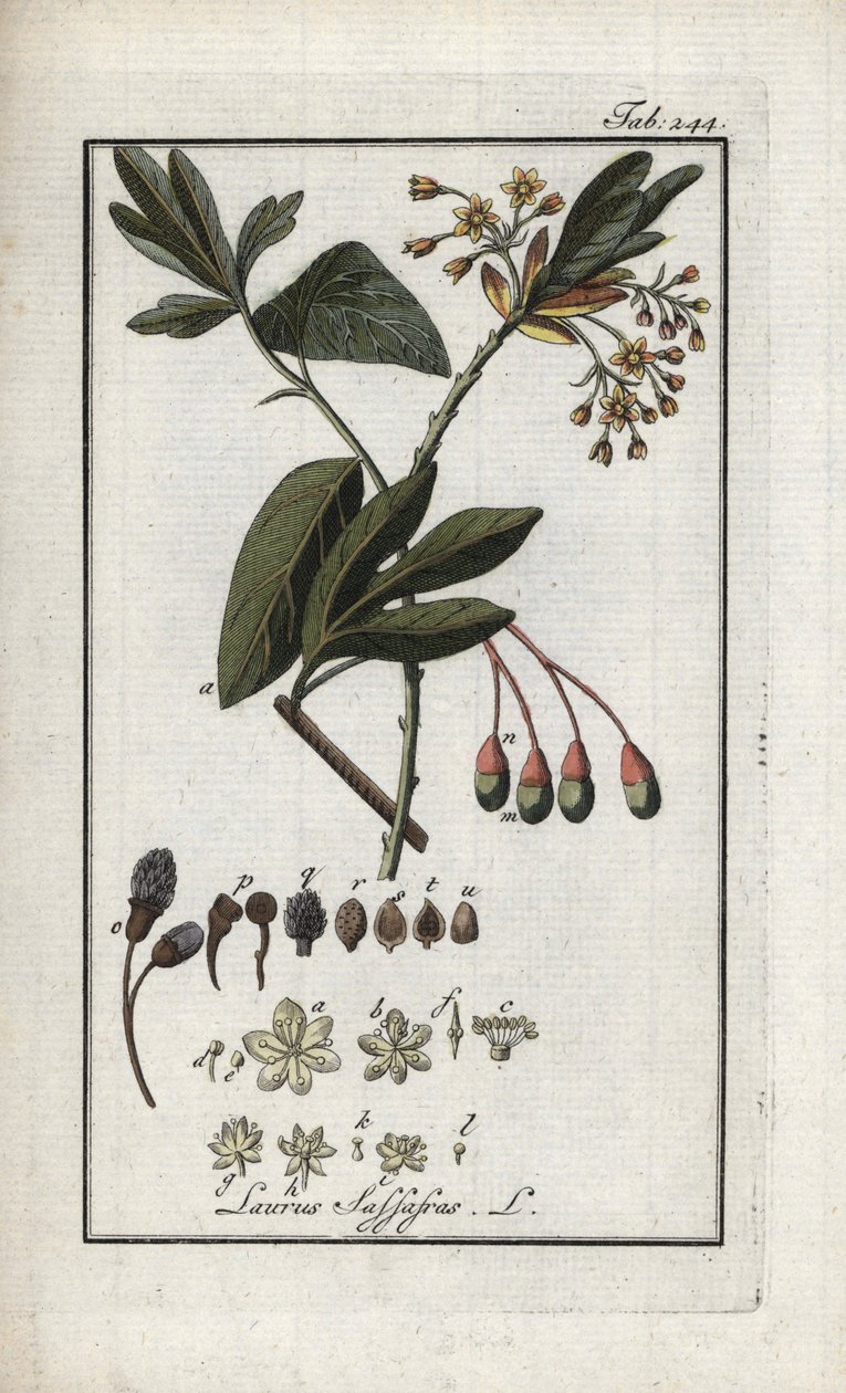 Irokesisk laurbær (Sassafras albidum). Litografi fra "Afbeelding der Artseny-Gewassen" af Johannes Zorn (1739-1799), Holland af Unbekannter Künstler