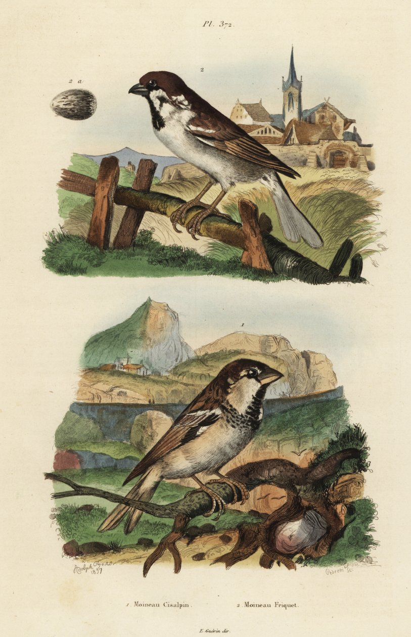 Italiensk spurv, Passer italiae og eurasisk træspurv med æg, Passer montanus af Unbekannt