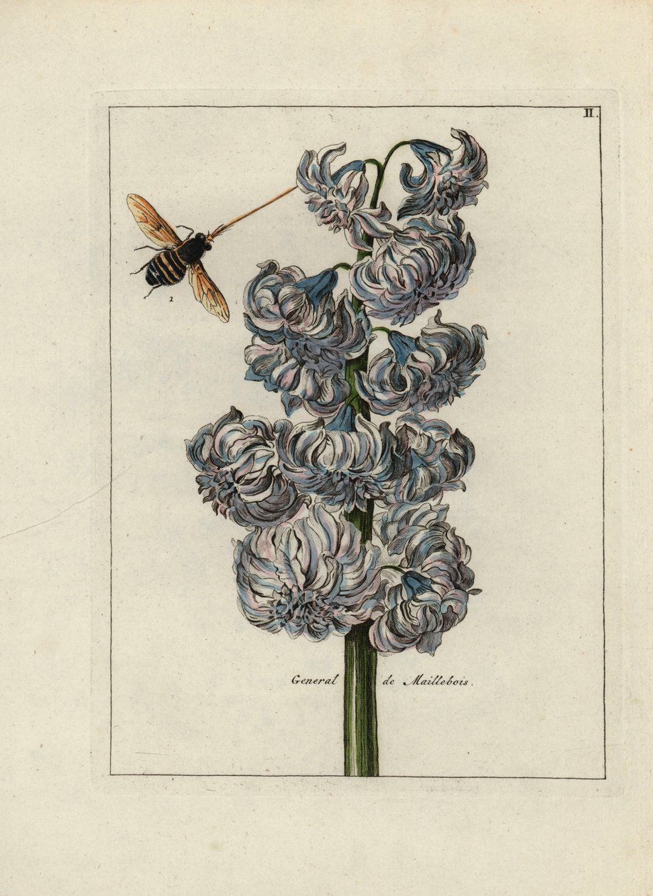 Jacint (eller hyacint), variete general af Maillebois, med en bi - Litografi tilskrevet Paul Theodor van Brussel (1754-1795), forfatter til omslagsbuketten, eller A.Bres., påvirket af Nicolas Robert (1614-1685), udgivet i "Nederlandsch Bloemwerk" (Dut af Unbekannter Künstler