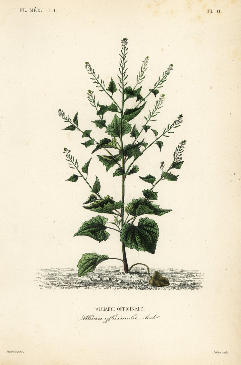 Jack-by-the-hedge eller hvidløg sennep, Alliaria petiolata, Alliaria officinalis, Alliaire officinale af Unbekannt
