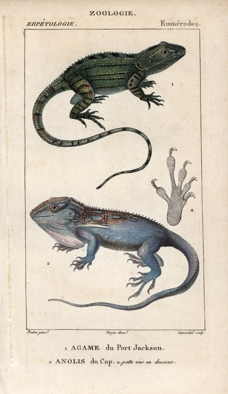 Jacky lashtail, Port Jackson agame, Amphibolurus muricatus, og Cape dwarf gecko, Cape anolis, Lygodactylus capensis. Håndkoloreret kobberstik fra Jussieus "Dictionary of Natural Sciences" 1816-1830. Bøgerne om fisk og krybdyr af Unbekannter Künstler