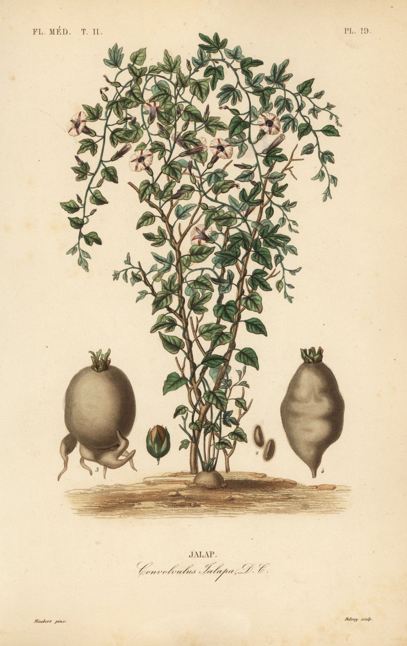 Jalap vin, Ipomoea jalapa, Convolvulus jalapa, Jalap af Unbekannt
