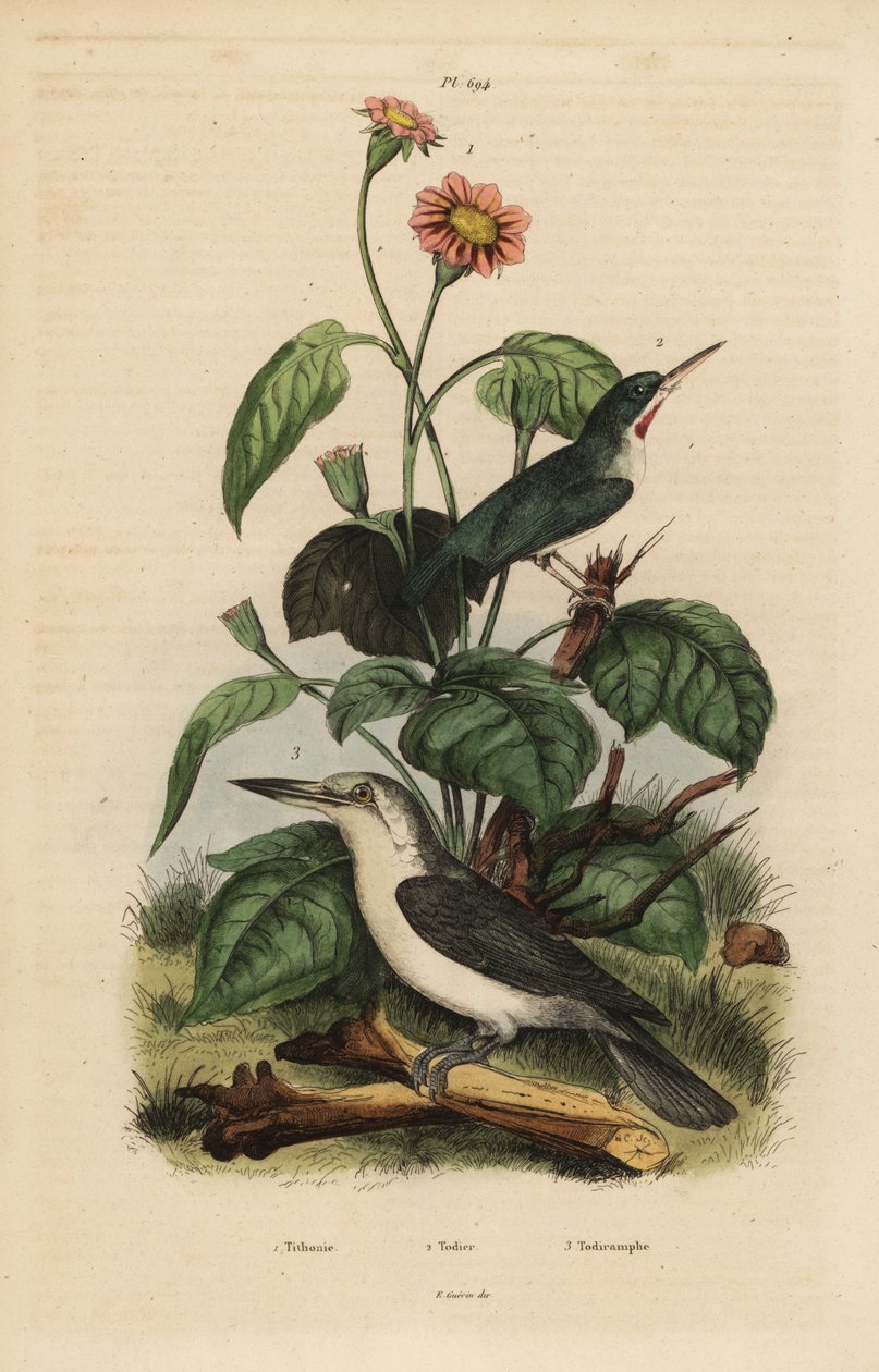 Jamaicansk tody, Todus todus, Mariana isfugl, Todiramphus ørn og solsikke, Tithonia tagetiflora af Unbekannt