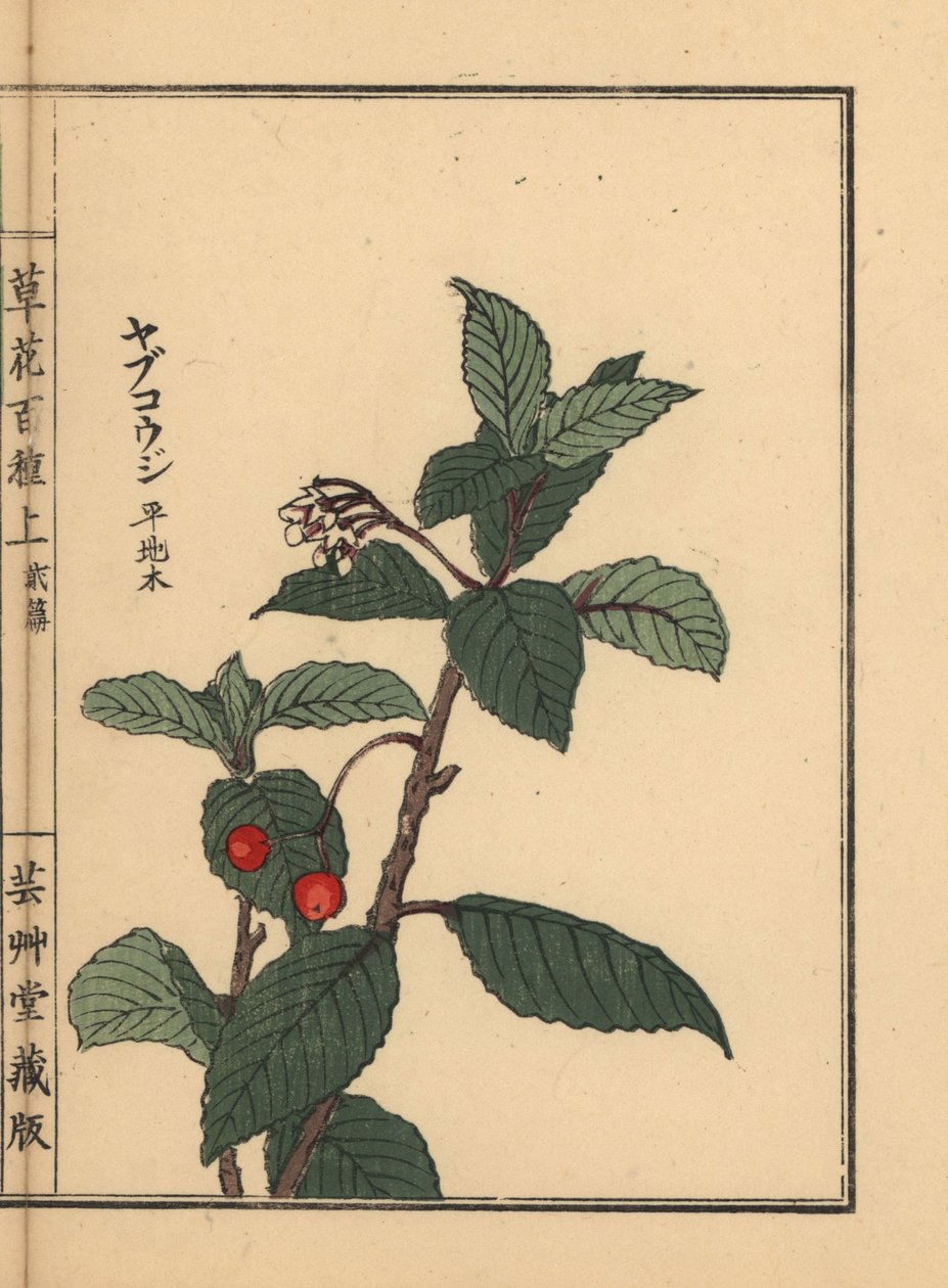 Japansk ardisia eller Chirimen-markbær, Ardisia japonica. Håndkoloreret træsnit af Kono Bairei fra Kusa Bana Hyakushu (One Hundred Varieties of Flowers), Tokyo, Yamada af Unbekannter Künstler