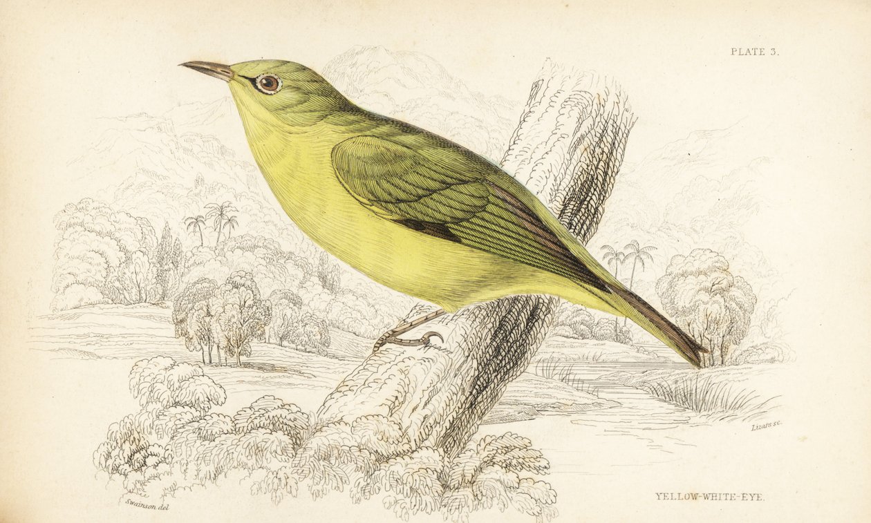 Javahvidøje, Zosterops flavus (Gul hvidøje, Zosterops flava). Håndkoloreret stålstik af William Lizars efter William Swainson fra Sir William Jardine
