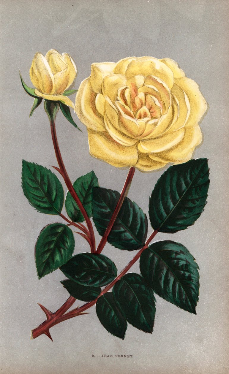 Jean Pernet rose, gul variant af te-rosen, forædlet af Monsieur Pernet fra Lyon i 1867. Kromolitografi tegnet og litograferet efter naturen af F. Grobon fra Hippolyte Jamain og Eugene Forneys "Les Roses", Paris, J. Rothschild. af Unbekannter Künstler