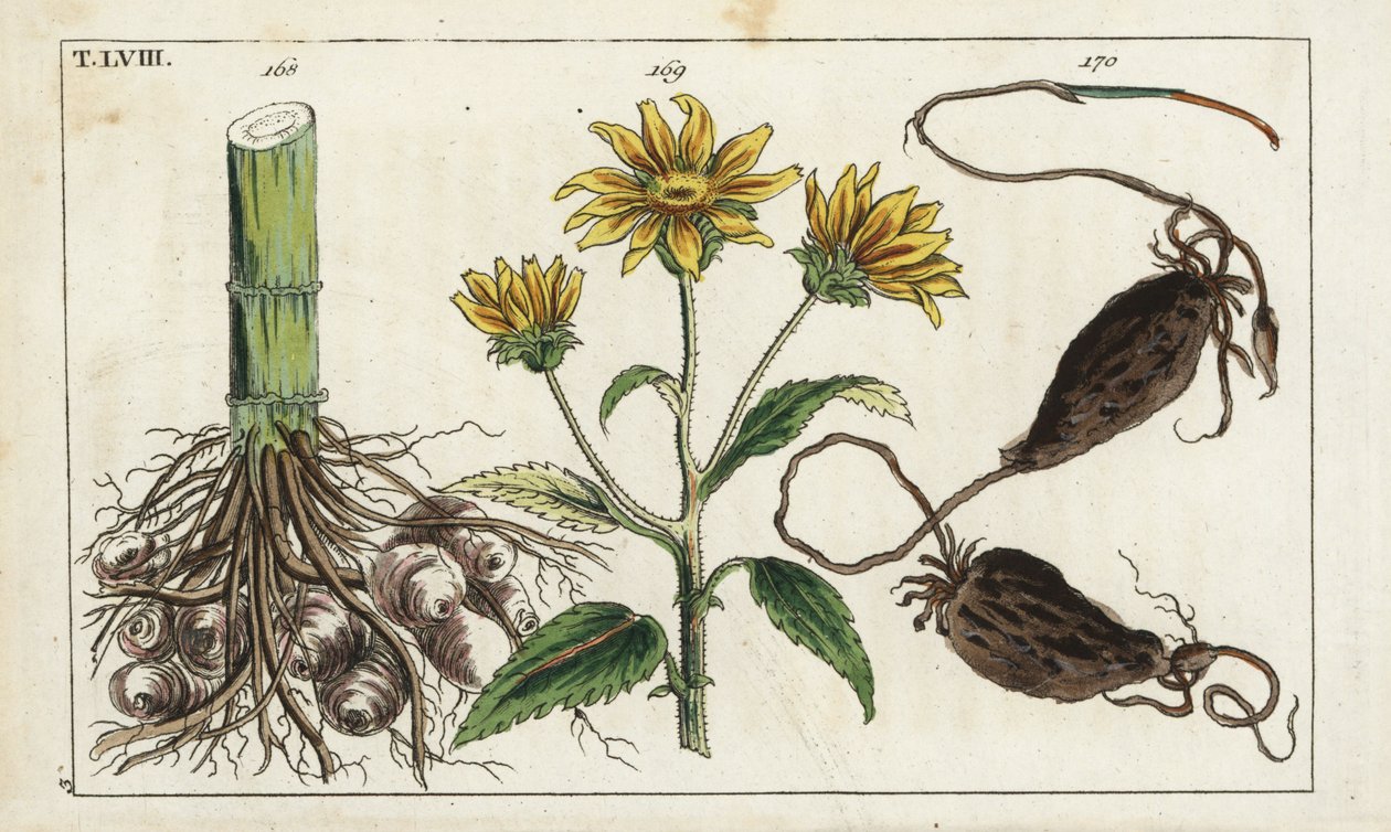 Jordskok (Jerusalem artiskok), Helianthus tuberosus rod af Unbekannter Künstler