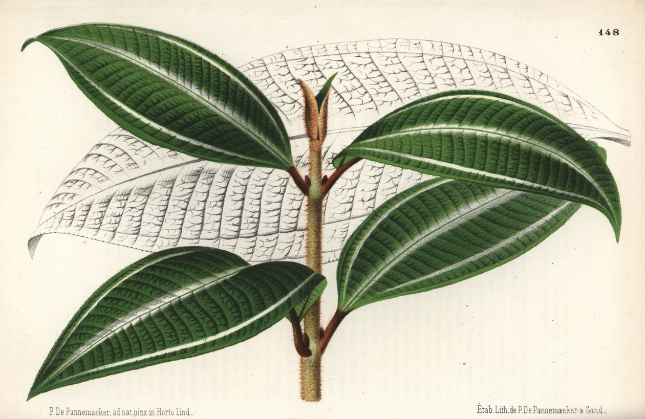 Johnnyberry-sort, Miconia pulverulenta var trifasciata. Tegnet og kromolitograferet af P. de Pannemaeker fra Jean Lindens l