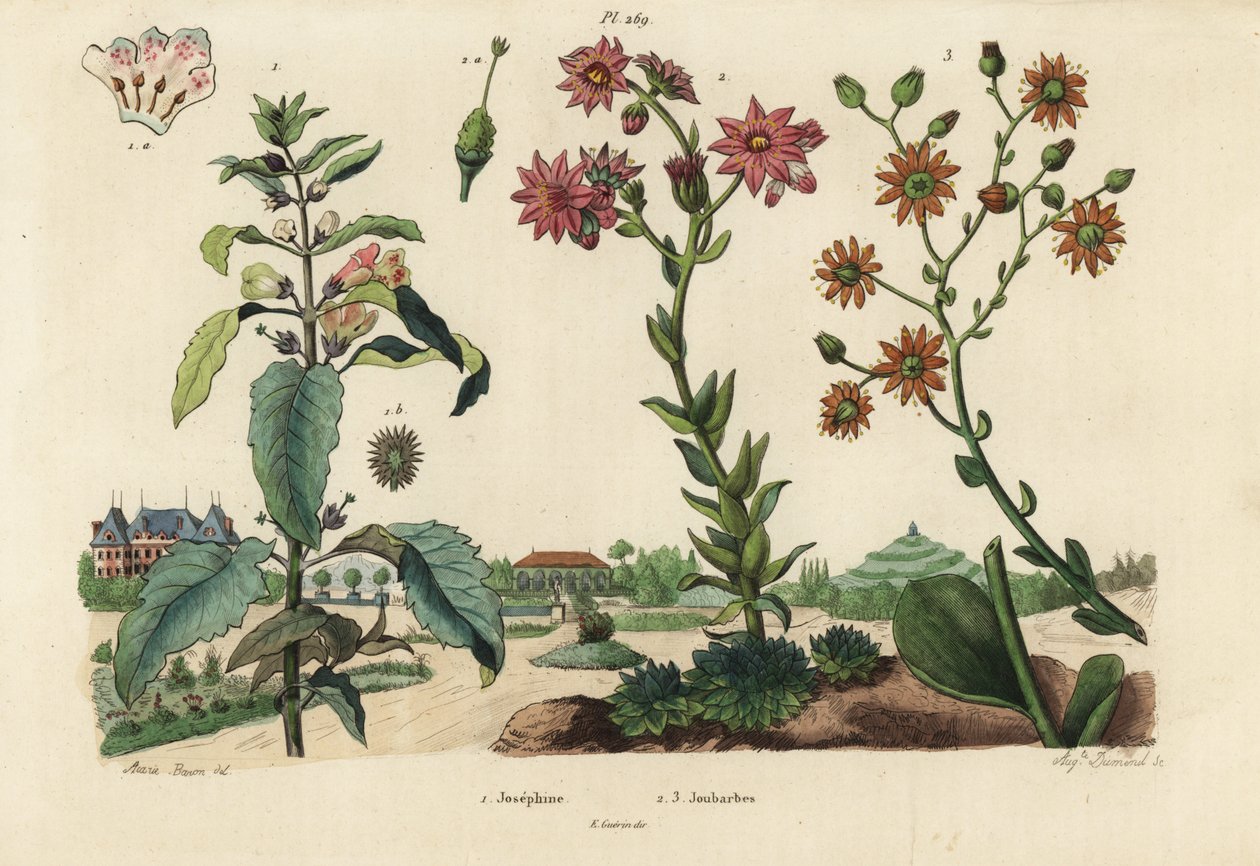 Josephine plante, Josephinia kejserinde 1 og stenurter, Crassula arter 2,3 af Unbekannt