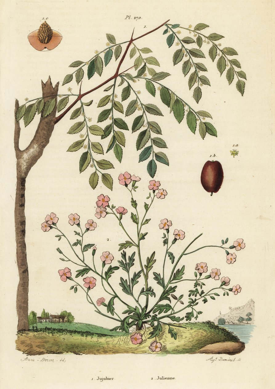Jujube eller kinesisk daddel, Ziziphus jujuba 1, og Virginia stock, Malcolmia maritima 2 af Unbekannt