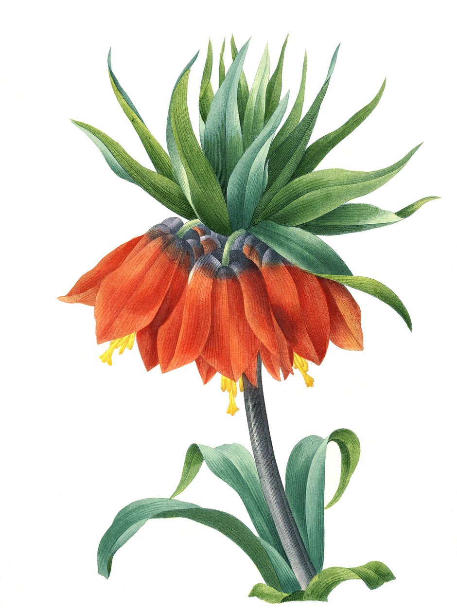 Kejserkrone (Fritillaria imperialis) af Unbekannter Künstler