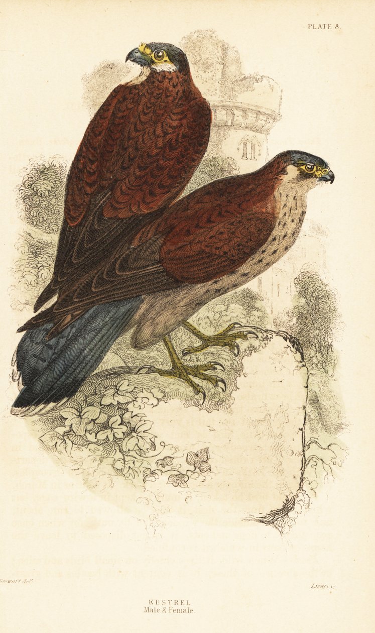 Kestrel, han og hun, Falco tinnunculus, foran en ruine1889 (gravering) af Unbekannter Künstler