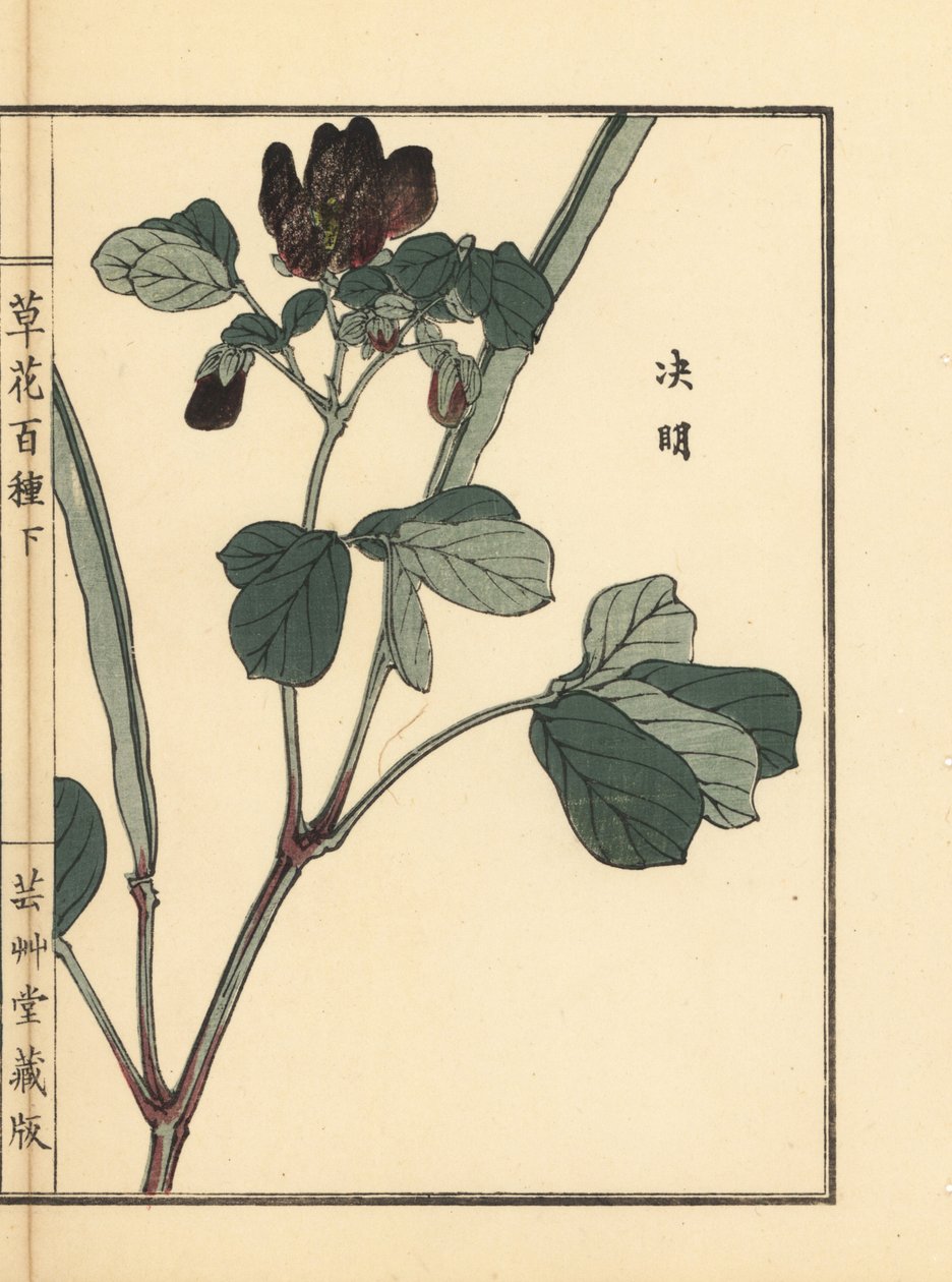 Ketsumei, kinesisk senna eller seglrod, Senna obtusifolia. Håndkoloreret træsnit af Kono Bairei fra Kusa Bana Hyakushu (One Hundred Varieties of Flowers), Tokyo, Yamada af Unbekannter Künstler